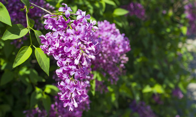 Lilac blooms on a bush with green leaves