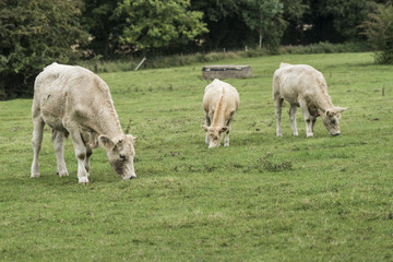 Obraz premium Cows grazing in field.