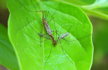 close up on two hybridizing mosquitoes on green leaf.