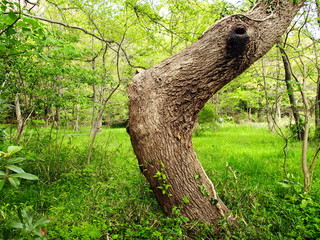 野原の中の枯れ木