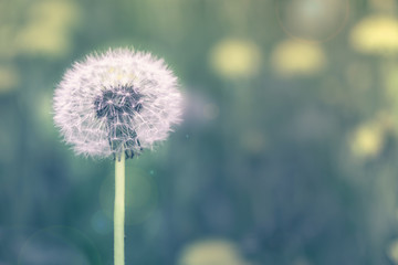 Dandelion in meadow