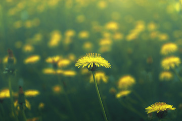 Dandelion in meadow