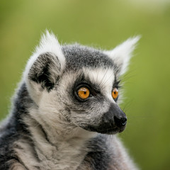 Lemur