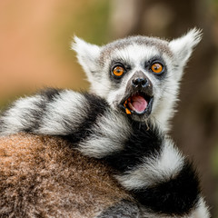 Lemur © Marcel