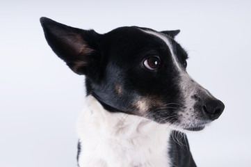 Obraz premium Funny closeup portrait of dog