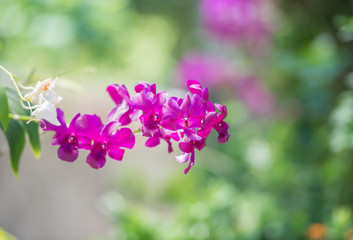 Closeup nature view of flower in garden at summer under sunlight. Natural flower landscape using as a background or wallpaper.