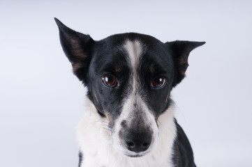 Funny closeup portrait of dog