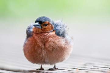 Fototapeta premium red bird