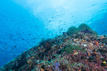 Naklejka na ściany i meble Underwater Scape of sea anemone and coral reef