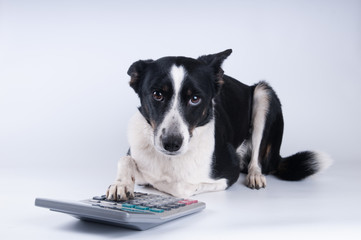 Lying portrait of dog with calculator