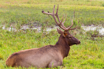 Naklejka na ściany i meble An adult large male maral lies on the grass and rests. Its horns are stained with earth. Breeding marals on the farm.