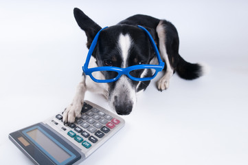 Lying portrait of dog with calculator