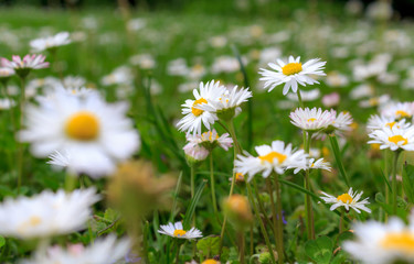 Fototapeta premium blooming dandelions, allergies and sneezing
