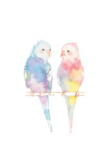 インコ、カップル