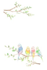 カード、インコ4羽