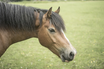 Head shot of horse in grassy field.