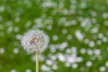 blooming dandelions, allergies and sneezing