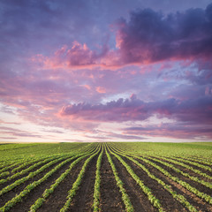 Young soybean crop meadow at idyllic sunset