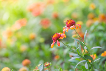 Closeup nature view of flower in garden at summer under sunlight. Natural flower landscape using as a background or wallpaper.