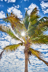 Coconut Palm Tree at Akumal Beach in Mexico  / Foliage of Coconut Palm Tree before blue sky