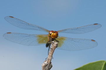 Damselfly or Dragonfly