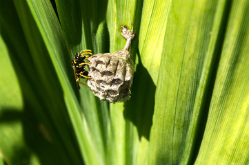 Hornet that builds the honeycomb
