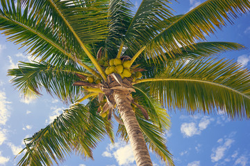 Fototapeta premium Coconut Palm Tree at Akumal Beach in Mexico / Foliage of Coconut Palm Tree before blue sky