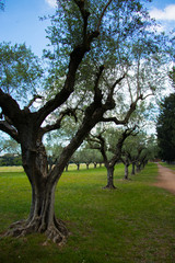 olives trees against blue sky and green grass