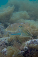 Cuttlefish - Sepiida