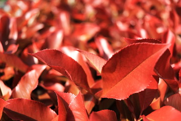 赤く紅葉した葉
