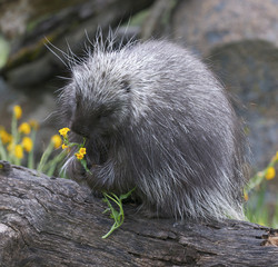 Porcupine