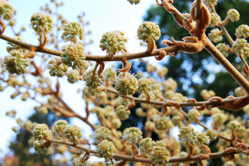 Flowers of Pith Paper Tree. Selective focus.