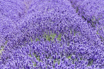 Lavender field in full bloom.