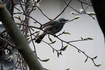 木蓮と野鳥
