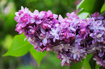 Obraz premium lilac flower close up and macro