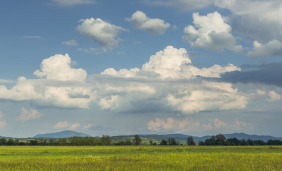 Springtime rural landscape with green wheatfield and stormy clouds.