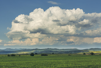 Fototapeta na wymiar Springtime landscape with vast green wheatfield and stormy clouds.
