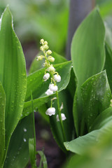 Obraz premium Lily of the valley after the rain and drops of water.