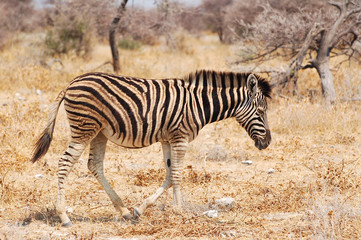 Fototapeta na wymiar Amazing little cute Zebra in the Etosha National Park