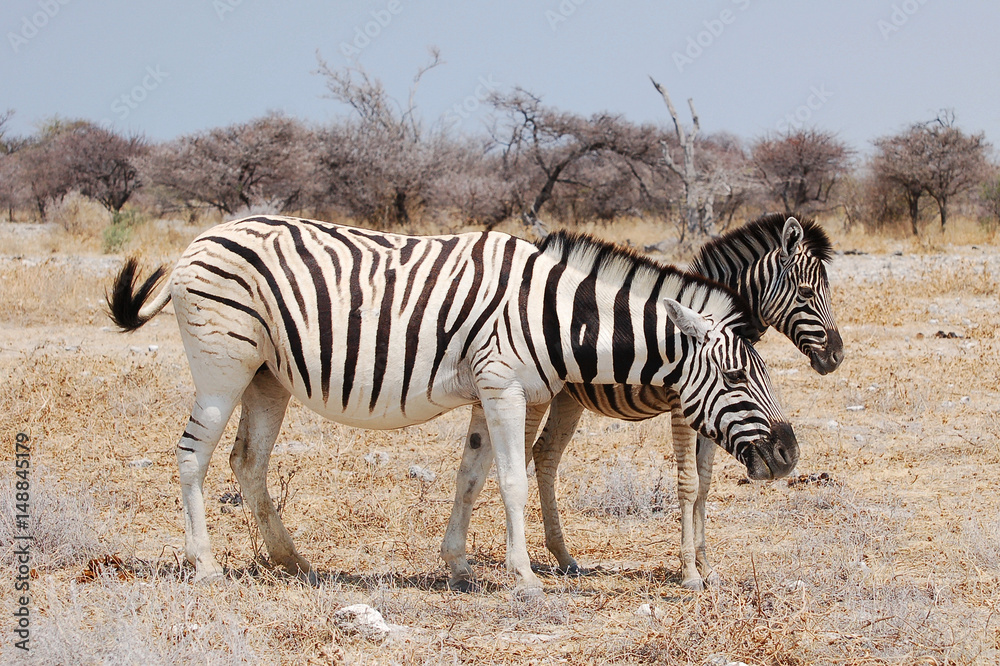 Wall mural Little Zebra with his mother in the Etosha National Park