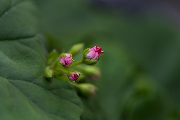 A new geranium budd opening