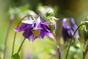 blue columbine flower blooming