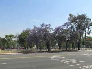 trees near a road