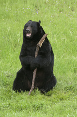 Naklejka premium Happy black bear with stick on green grass in California near Yosemite