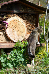 grey young cat looking on insect hotel for wild bees