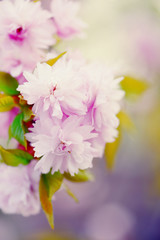 Fototapeta na wymiar softness of a pink cherry blossom