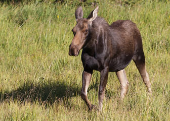 The Shiras Moose of Colorado