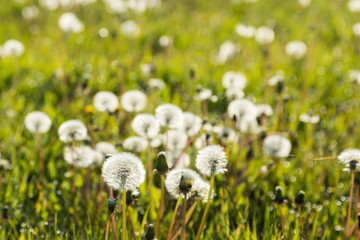 Dandolian Field blowball