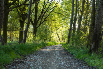 Fototapeta premium A hiking trail through the forest in spring
