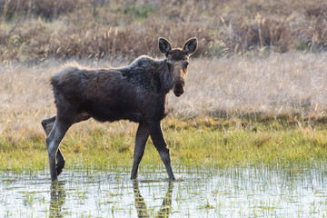 The Shiras Moose of Colorado